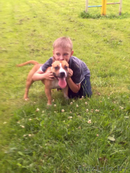 Нора – полуторагодовалая девочка стаффордширского терьера ищет новый дом. - Изображение #1, Объявление #425909