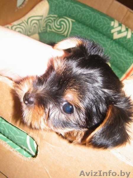 Продам щенка йоркширского терьера(мальчик) - Изображение #1, Объявление #681527