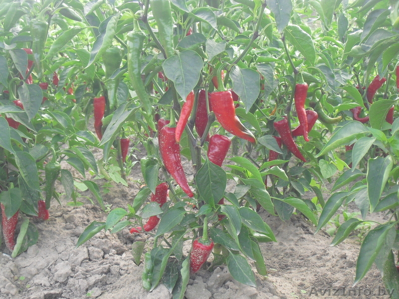 валерий vel. 80296905112 - Изображение #1, Объявление #761861