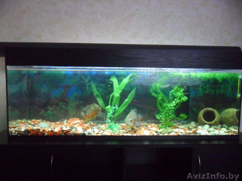 Аквариум на 300л.+тумба. 1мл.500тыс. рб. - Изображение #1, Объявление #846890