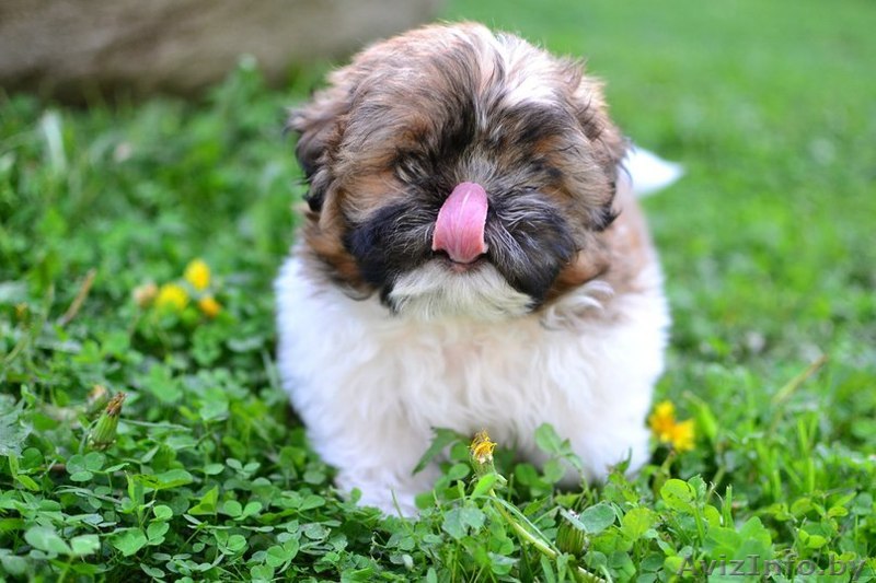 Щенки ши-тцу,очень хорошие,есть и мальчики и девочки  - Изображение #1, Объявление #1066350