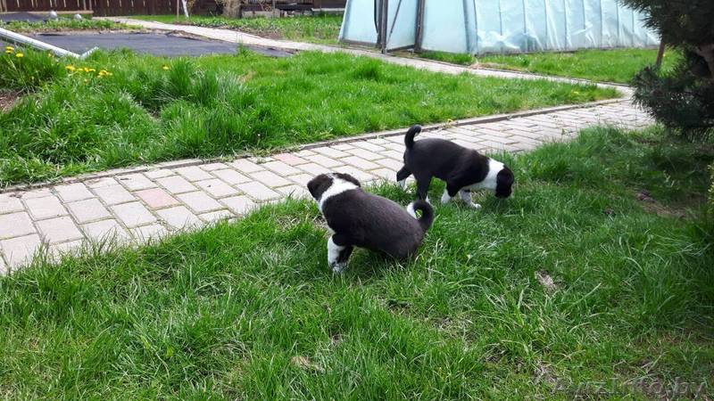 в добрые руки отдаются щенки - Изображение #1, Объявление #1427224