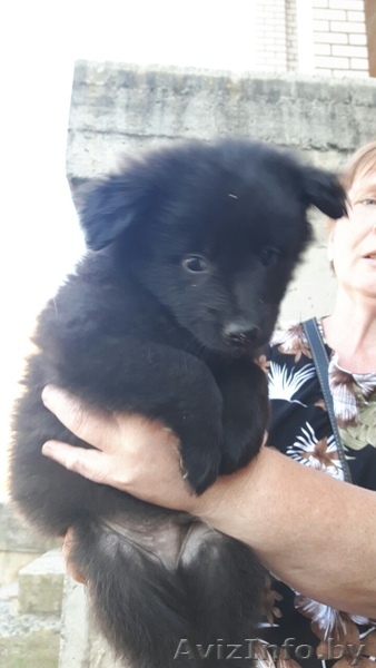 Отдаются в дар маленькие собачки - Изображение #1, Объявление #1456986