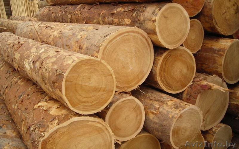 Пиловочник хвойных пород 26 см и более - Изображение #1, Объявление #1566202