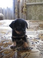 продам щенка той-терьра - Изображение #2, Объявление #229952