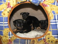 продам щенка той-терьра - Изображение #3, Объявление #229952