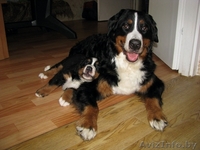 Щенки бернского зенненхунда (2 месяца) - Изображение #2, Объявление #341519