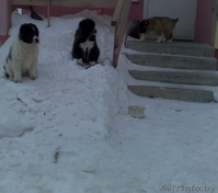 Щенки кавказской овчарки! - Изображение #1, Объявление #895506