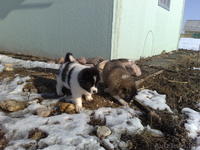 Щенки кавказской овчарки! - Изображение #2, Объявление #895506