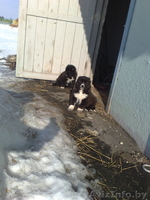 Щенки кавказской овчарки! - Изображение #3, Объявление #895506