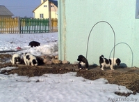 Щенки кавказской овчарки! - Изображение #4, Объявление #895506