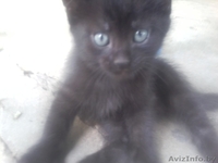 Отдам кошку в самые лучшие руки. - Изображение #1, Объявление #918744