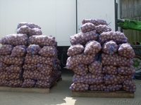 Картофель продовольственный желтокожурный и краснокожурный   - Изображение #4, Объявление #993442