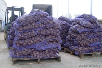 Картофель продовольственный желтокожурный и краснокожурный   - Изображение #5, Объявление #993442