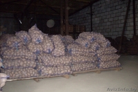 Картофель продовольственный желтокожурный и краснокожурный   - Изображение #7, Объявление #993442