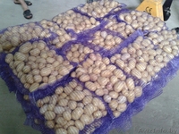 Картофель продовольственный желтокожурный и краснокожурный   - Изображение #1, Объявление #993442