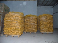 Картофель продовольственный желтокожурный и краснокожурный   - Изображение #2, Объявление #993442