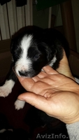 Отдаются в дар щенки - Изображение #1, Объявление #1313432
