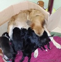 Отдаются в дар щенки - Изображение #4, Объявление #1313432