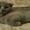 Британские плюшевые котятки) - Изображение #2, Объявление #1304599