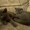 Британские плюшевые котятки) - Изображение #3, Объявление #1304599