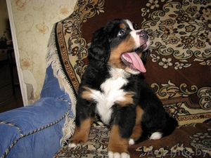 Щенки бернского зенненхунда 2 месяца