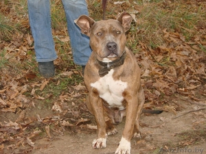 Кобель пит-бультерььера в ответственные руки