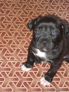 Щенок стаффордширского терьера.