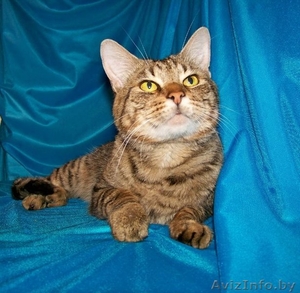 Комнатный мини-тигр в добрые руки! 