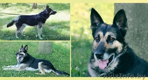 Овчарка на охрану: цепь,  вольер