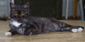 Гриша - метис британца и экзота в Дар!