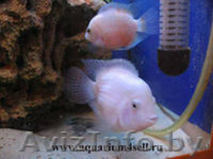 аквариумные рыбки цихлазомы - Изображение #2, Объявление #783322