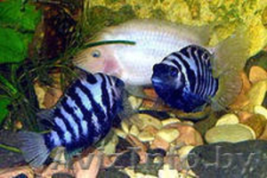 аквариумные рыбки цихлазомы - Изображение #1, Объявление #783322