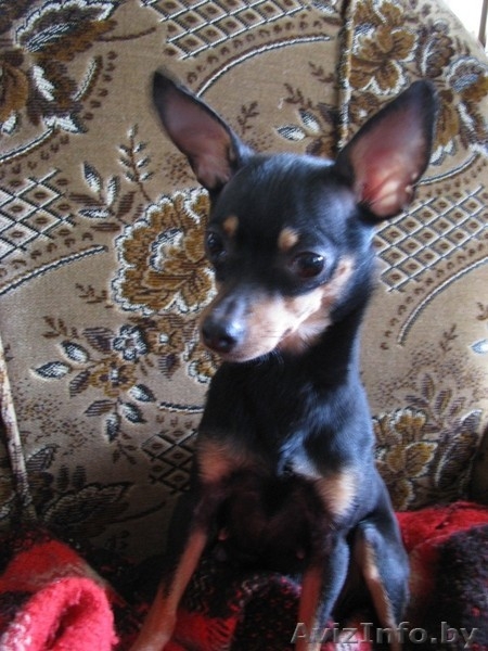 продам щенка той-терьра - Изображение #1, Объявление #229952