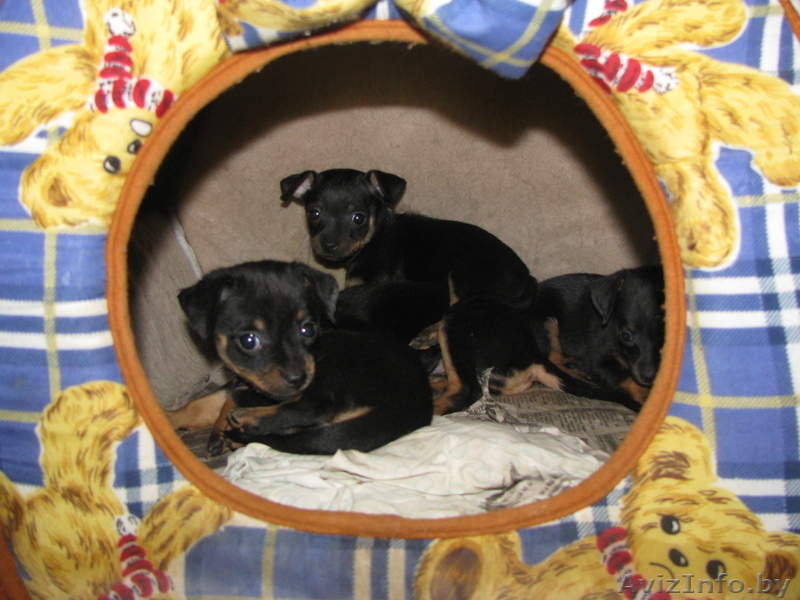 продам щенка той-терьра - Изображение #3, Объявление #229952