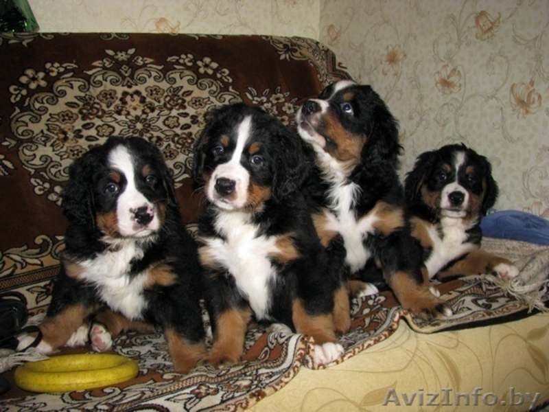 Щенки бернского зенненхунда (2 месяца) - Изображение #1, Объявление #341519