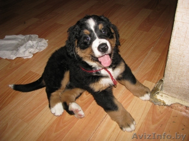 Щенки бернского зенненхунда (2 месяца) - Изображение #3, Объявление #341519