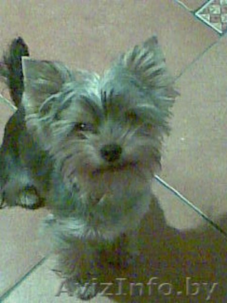 Пропал йоркширский терьер - Изображение #3, Объявление #679906