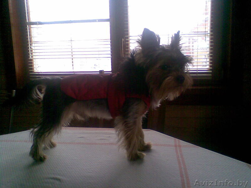 Пропал йоркширский терьер - Изображение #4, Объявление #679906