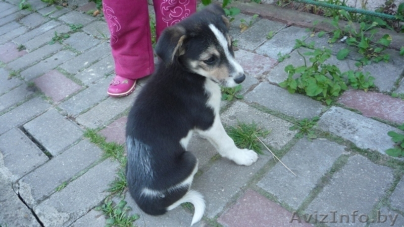 Очаровательная малышка Марточка в дар. - Изображение #1, Объявление #744840