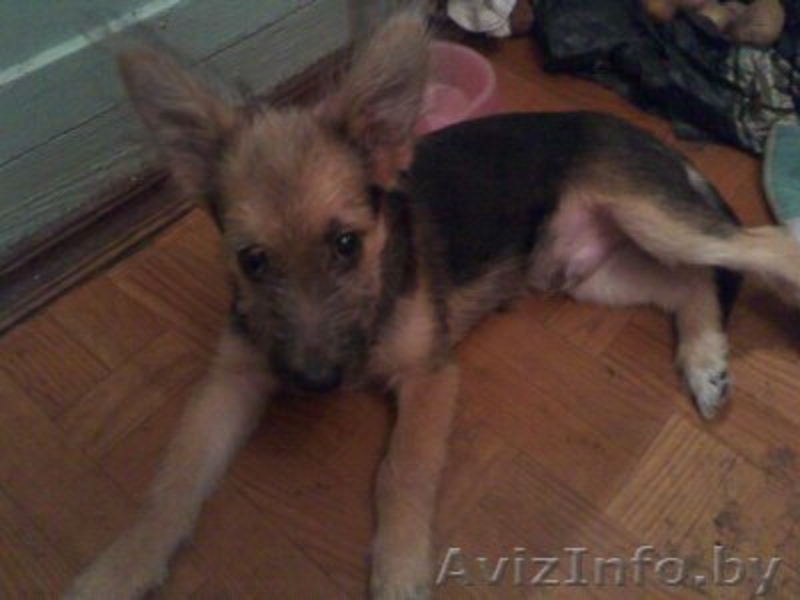 отдам в хорошие руки милого щенка - Изображение #1, Объявление #800964