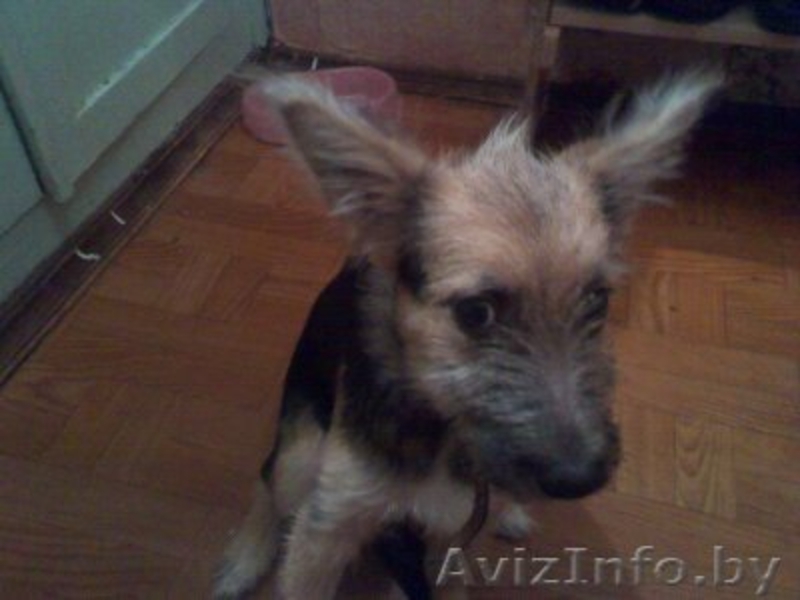 отдам в хорошие руки милого щенка - Изображение #2, Объявление #800964