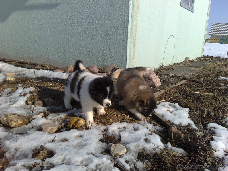 Щенки кавказской овчарки! - Изображение #2, Объявление #895506