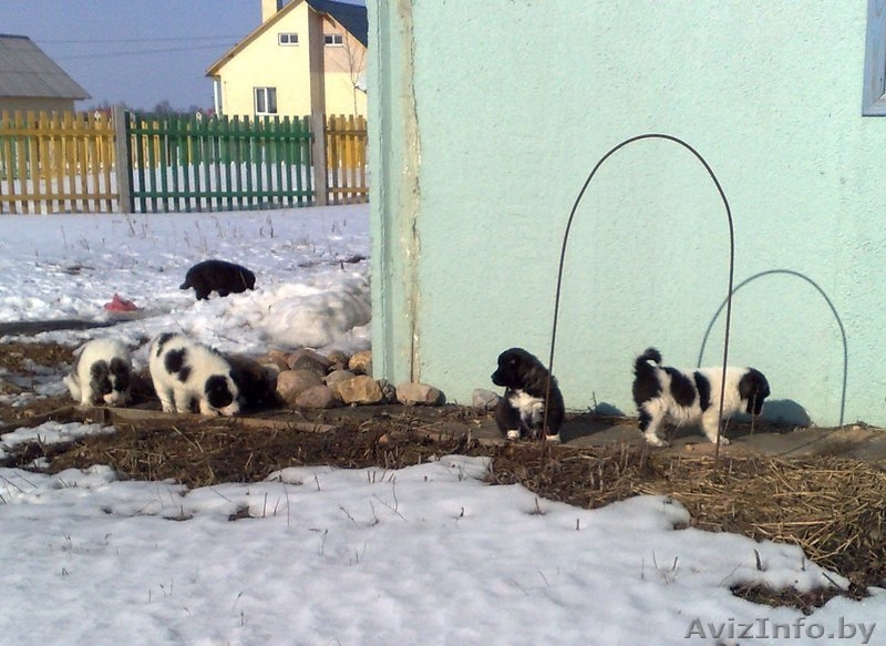 Щенки кавказской овчарки! - Изображение #4, Объявление #895506