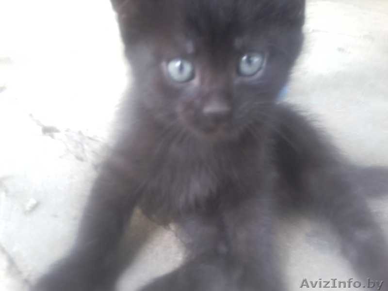 Отдам кошку в самые лучшие руки. - Изображение #1, Объявление #918744