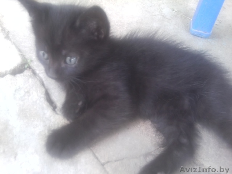 Отдам кошку в самые лучшие руки. - Изображение #2, Объявление #918744