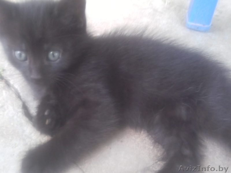 Отдам кошку в самые лучшие руки. - Изображение #3, Объявление #918744