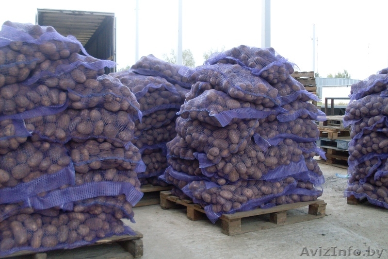 Картофель продовольственный желтокожурный и краснокожурный   - Изображение #6, Объявление #993442