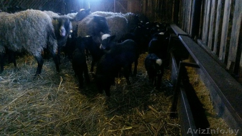 Продаю овец романовской породы - Изображение #1, Объявление #1249820