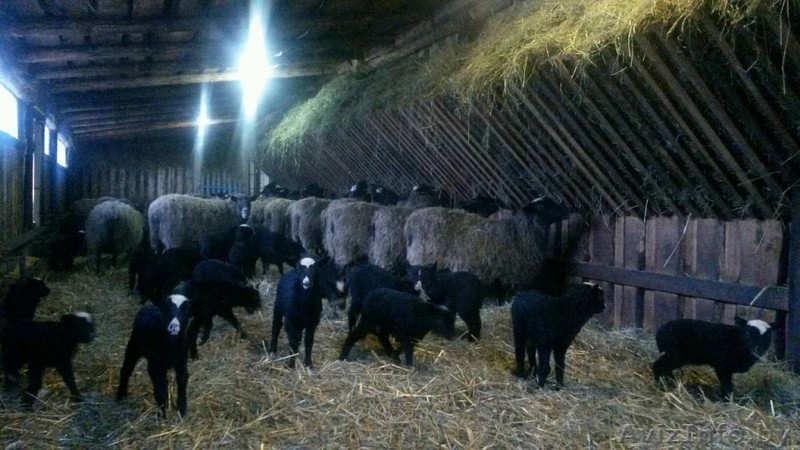 Продаю овец романовской породы - Изображение #2, Объявление #1249820